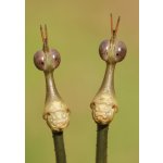 Pseudoproscopia Latirostris