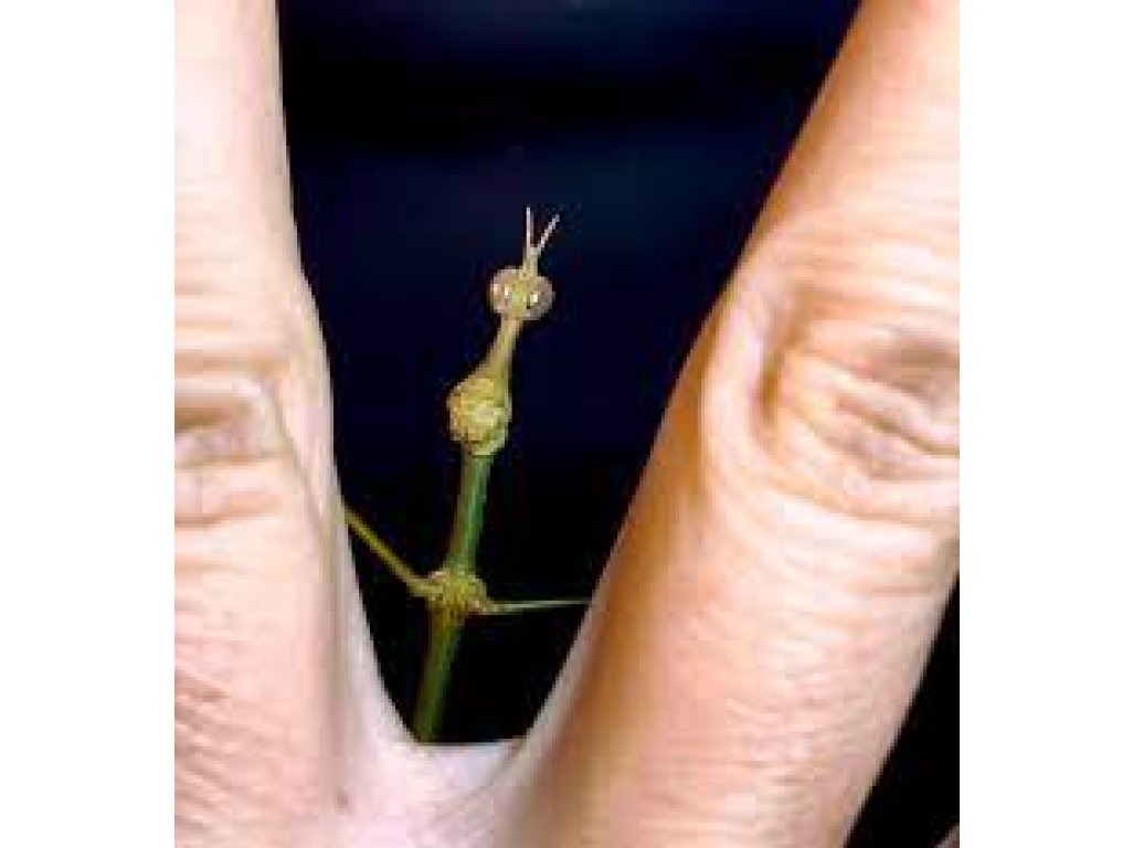 Pseudoproscopia Latirostris