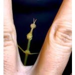 Pseudoproscopia Latirostris