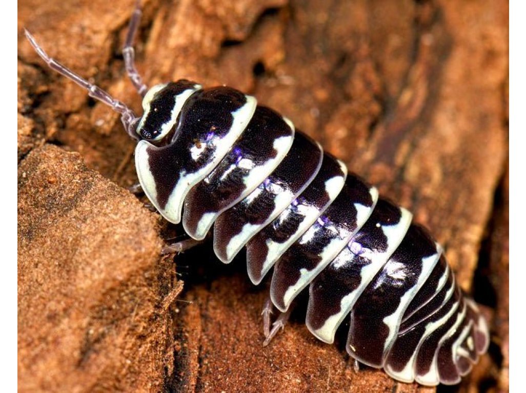 Armadillidium Maculatum "Zebra"