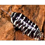 Armadillidium Maculatum "Zebra"