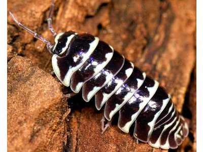 Armadillidium Maculatum "Zebra"