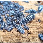 Armadillidium Maculatum "Zebra"
