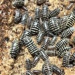 Armadillidium Maculatum "Zebra"
