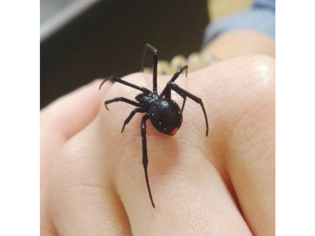 Latrodectus Menavodi (Čierna vdova)