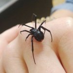 Latrodectus Menavodi (Čierna vdova)