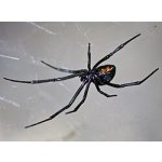 Latrodectus Menavodi (Čierna vdova)