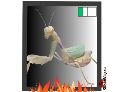 Cilnia Humeralis