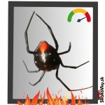 Latrodectus Menavodi (Čierna vdova) - 3. - 4. Zvlek / Pohlavie: Samec