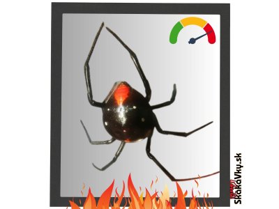 Latrodectus Menavodi (Čierna vdova)