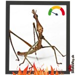 Pseudoproscopia Latirostris - VEĽKOSŤ:  2 - 4 cm / POHLAVIE: Neurčené