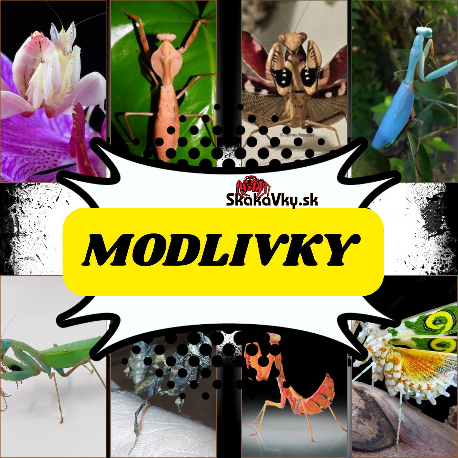 Modlivky (Kudlanky)