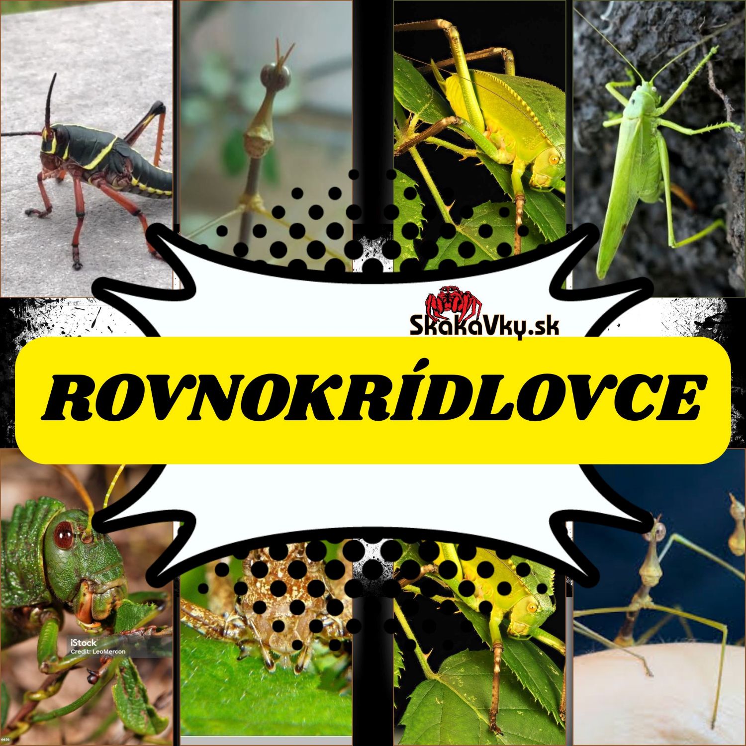 Rovnokrídlovce /Okrasné/