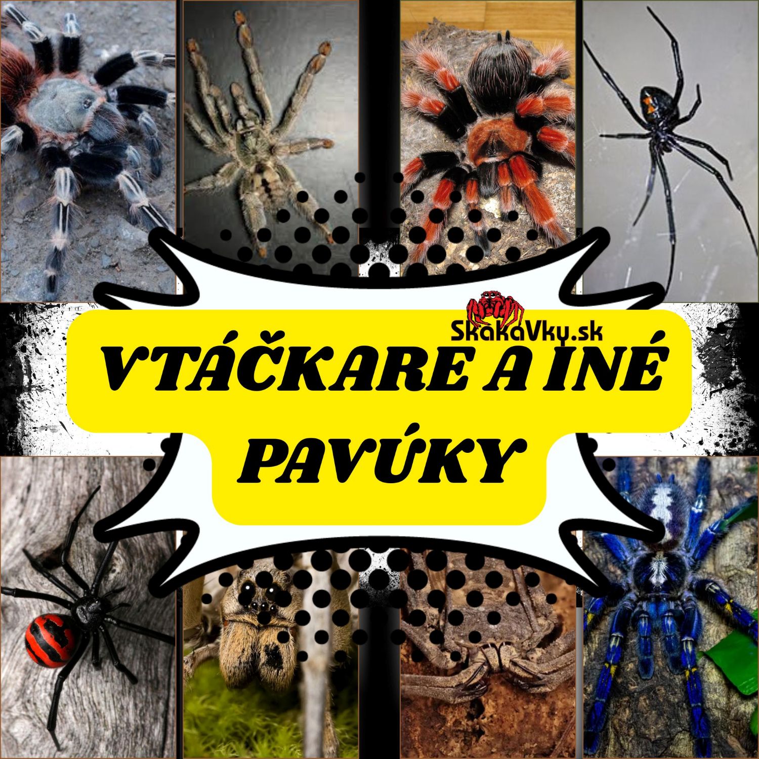 Vtáčkare a iné pavúky