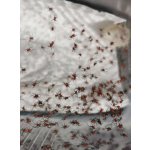 Latrodectus Menavodi (Čierna vdova)
