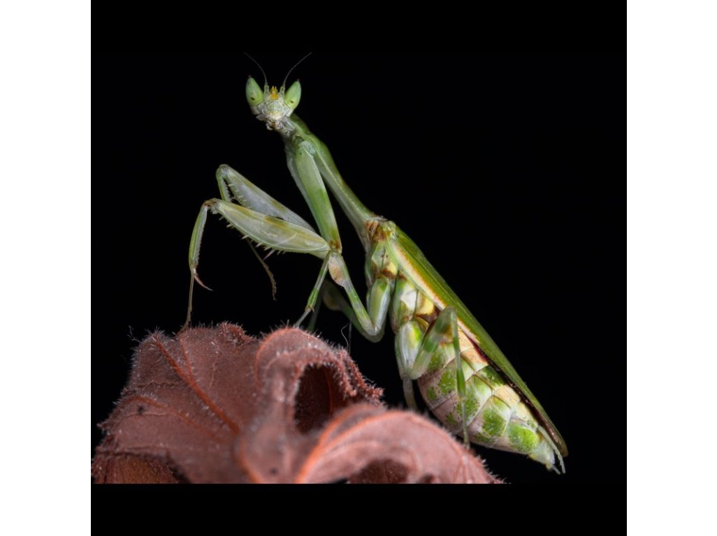 Galinthias Amoena