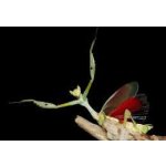 Galinthias Amoena