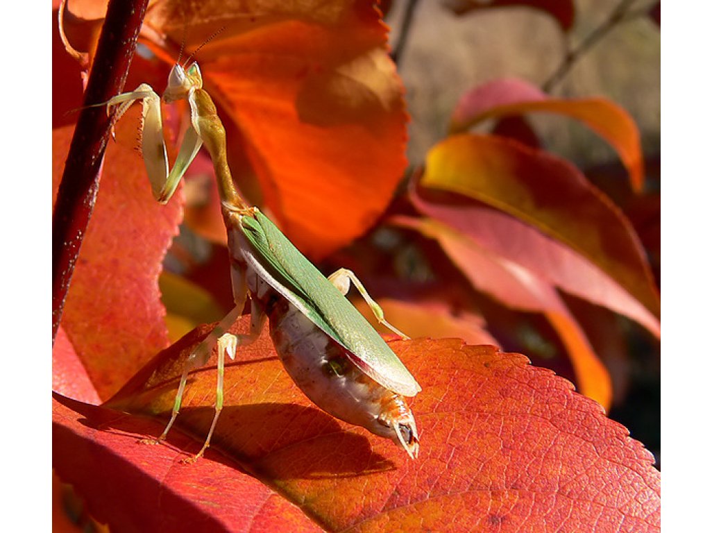 Galinthias Amoena