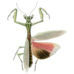 Galinthias Amoena