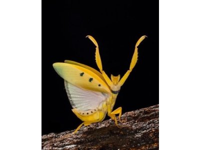 Helvia Cardinalis