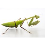 Hierodula Membranacea - VEĽKOSŤ: 4 - 5 Zvlek / POHLAVIE: Neurčené