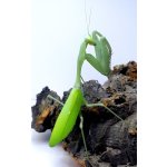 Hierodula Membranacea