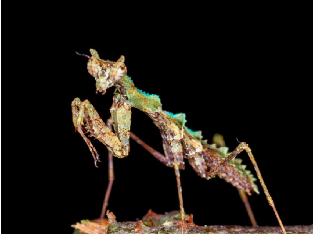 Haania Vitalisi