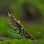Haania Vitalisi