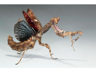 Popa Spurca