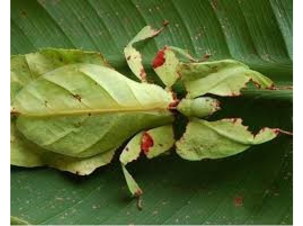 Phyllium Giganteum