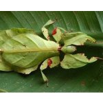 Phyllium Giganteum - VEĽKOSŤ: 2 - 3 Zvlek / POHLAVIE: Neurčené