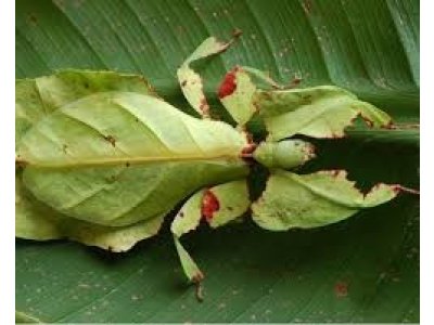 Phyllium Giganteum
