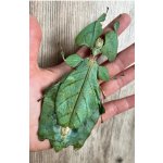 Phyllium Giganteum