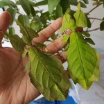 Phyllium Giganteum