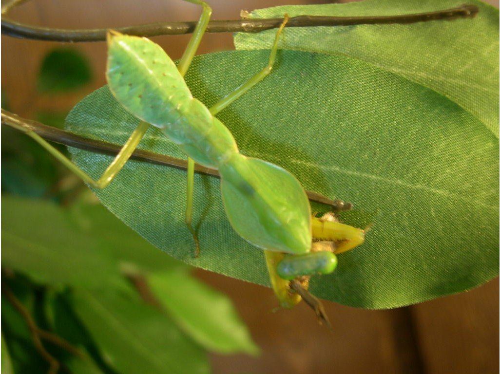Rhombodera sp.