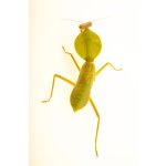 Rhombodera sp.