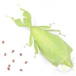 Phyllium Gatungense