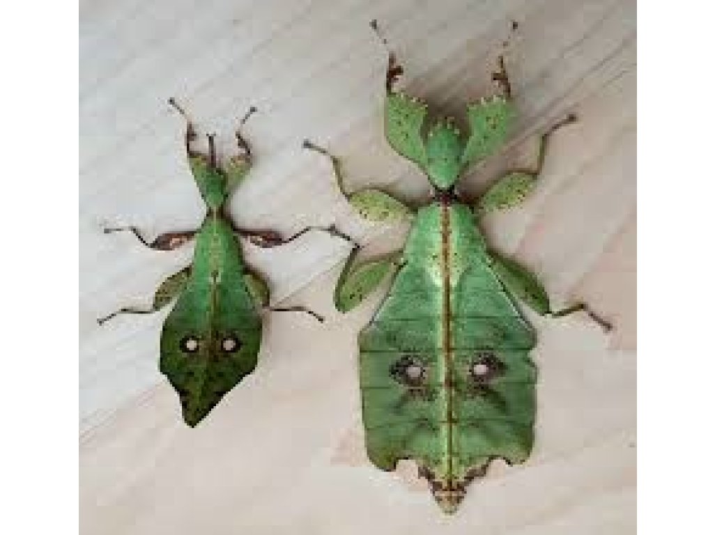 Phyllium Gatungense