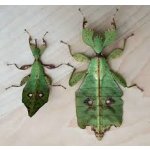 Phyllium Gatungense - VEĽKOSŤ: 3 - 4 Zvlek / POHLAVIE: Neurčené