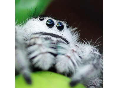 Phidippus Regius Apalachicola
