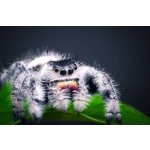 Phidippus Regius Apalachicola