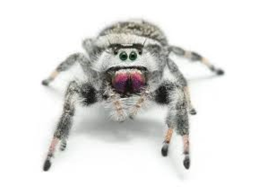 Phidippus Regius Apalachicola