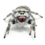 Phidippus Regius Apalachicola