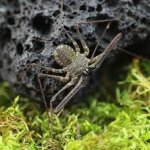 Euphrynichus Bacillifer - VEĽKOSŤ: 3 - 4 Zvlek / POHLAVIE: Neurčené
