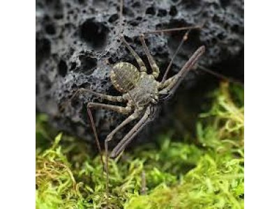 Euphrynichus Bacillifer