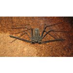 Euphrynichus Bacillifer