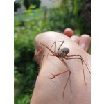 Euphrynichus Bacillifer
