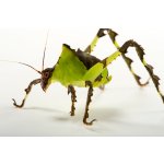 Ancylecha Fenestrata