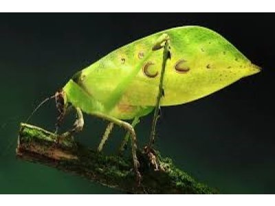 Ancylecha Fenestrata