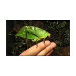 Ancylecha Fenestrata
